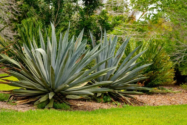 Photo Blue Agave Florida —  Fotos de Stock