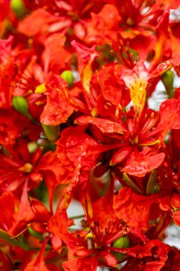 Çiçek açan makro fotoğraftaki parlak kırmızı çiçekler.