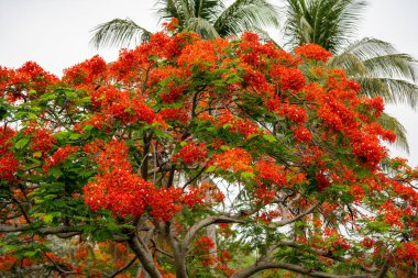 Florida 'da çiçek açan Royal Poinciana Tree' nin fotoğrafı.