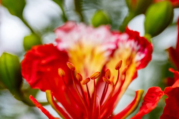 Royal Poinciana Pohon Closeup Tunas — Stok Foto
