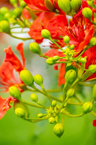 Royal Poinciana Pohon Closeup Tunas — Stok Foto