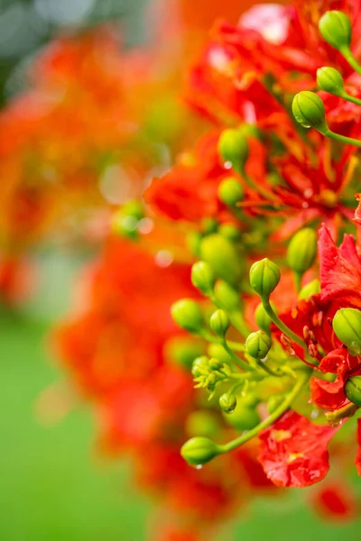 Royal Poinciana Pohon Closeup Tunas — Stok Foto