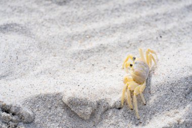 Kumsaldaki yengecin fotoğrafı.