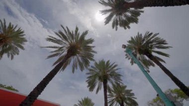 Miami palmiye ağaçları parlak güneş 4k yavaş çekim videosu