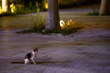 Parktaki sokak kedisi.