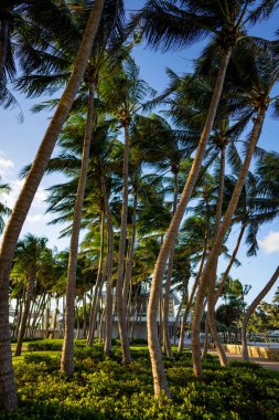 Miami Beach FL 'de palmiye ağaçları yüksektir.