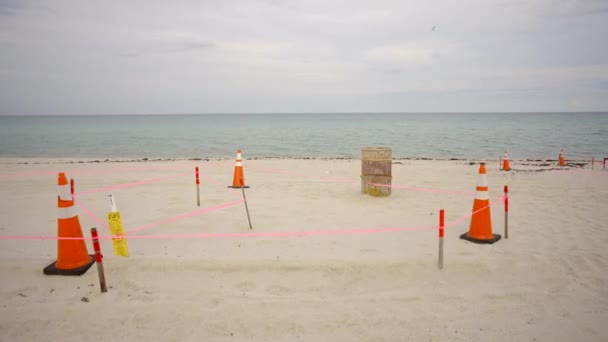 Sea Turtle Nest Miami Beach Florida Eua — Vídeo de Stock