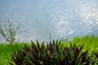Göl kenarındaki bitkilerin fotoğrafı.