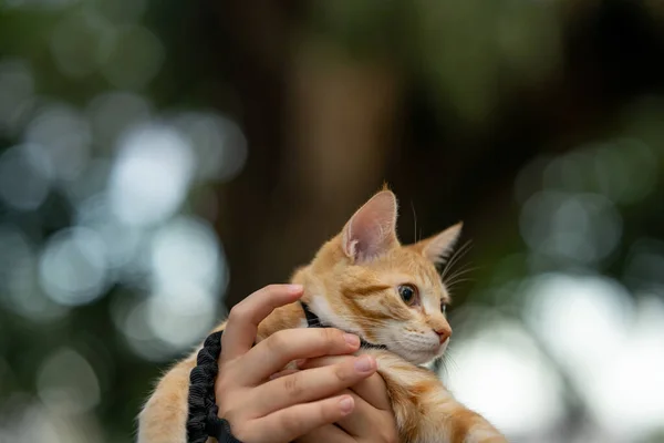 Cat Που Πραγματοποιήθηκε Από Ανθρώπινα Χέρια Θολή Φόντο — Φωτογραφία Αρχείου