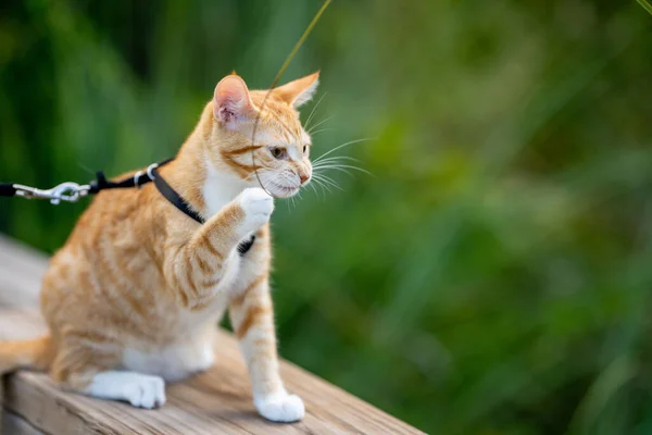 Gato Mastigar Uma Lâmina Grama Parque — Fotografia de Stock