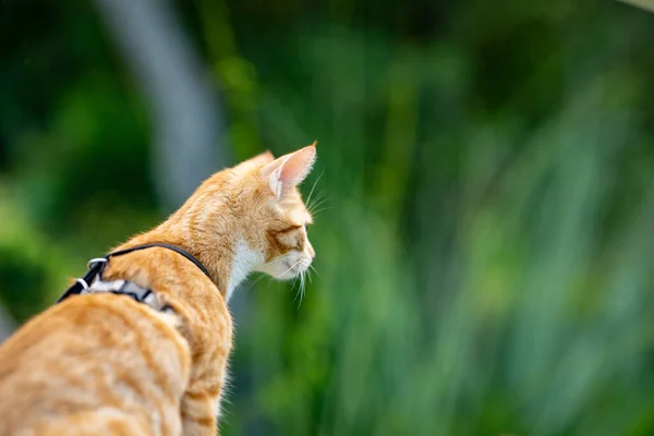 Doğayı Keşfeden Bir Kedinin Fotoğrafı — Stok fotoğraf
