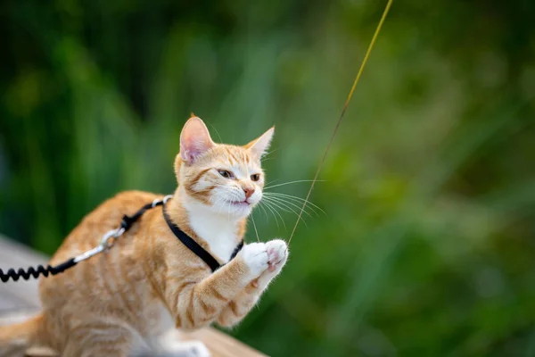 Bir Doğa Sahnesinde Kedi Çimenle Oynuyor — Stok fotoğraf