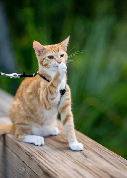 Gato Enfermo Riendo Pata Para Detener Propagación Gérmenes —  Fotos de Stock