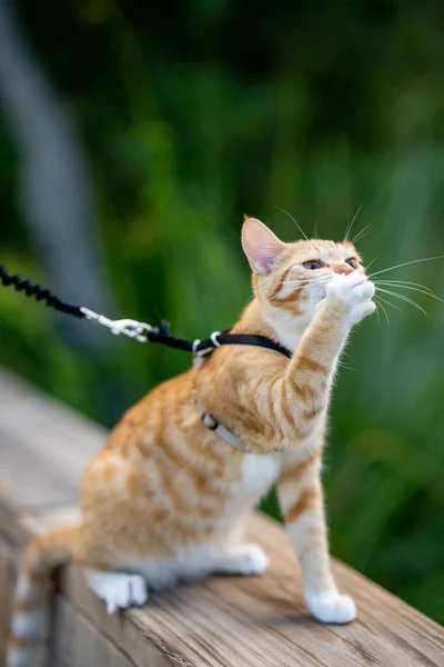 Kedi Pençesiyle Ağzını Kapatıyor — Stok fotoğraf