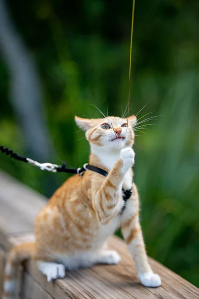 Cat Spelen Met Een Grasspriet Het Maken Van Een Grappig — Stockfoto