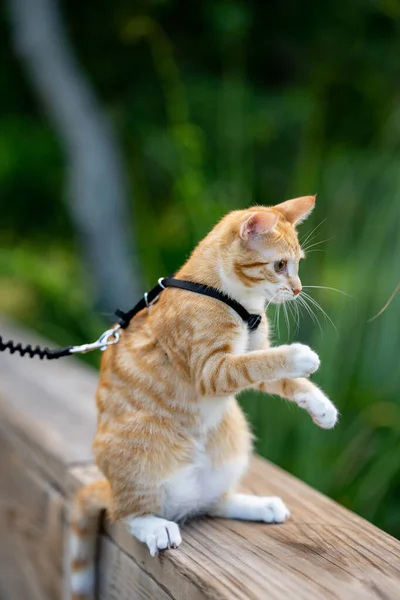 Cat Lease Sitting — Stock Photo, Image