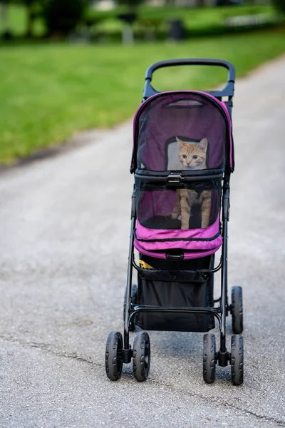 Oranje Tabby Kat Een Kinderwagen — Stockfoto