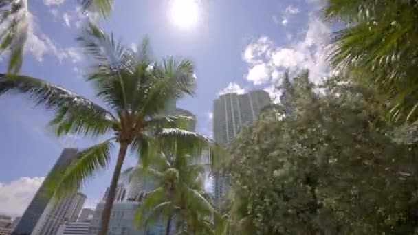 Miami Palmiye Ağaçları Arasında Binalar Var — Stok video