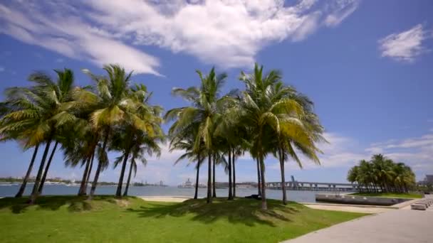 Stock Footage Miami Waterfront Park Scene — Stock Video