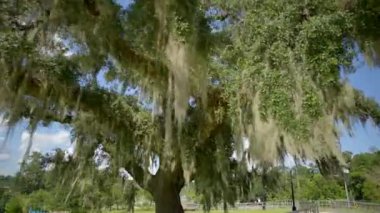 Hareket videosu yosunlu Florida Meşe Ağacı 4k 60fps