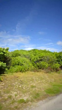 Dikey video sahnesi Seagrape Tree 4k
