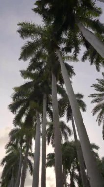 Dikey hareket, yüksek palmiye ağaçları 4k 60fps