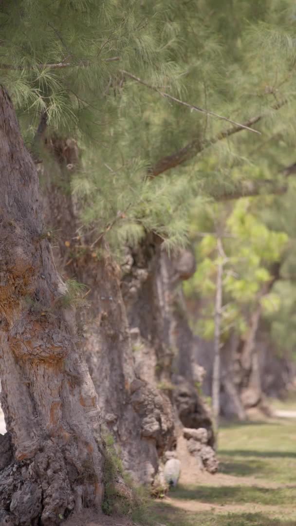 松树的垂直视频林4K 60Fps — 图库视频影像