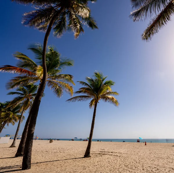 Trópusi Pálmafák Hollywood Beach — Stock Fotó