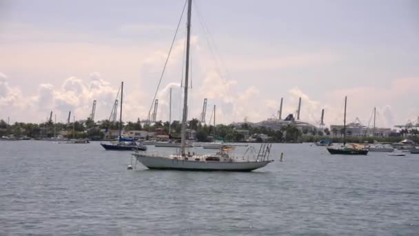 Pohyb Záběry Plachetnice Miami Bay — Stock video