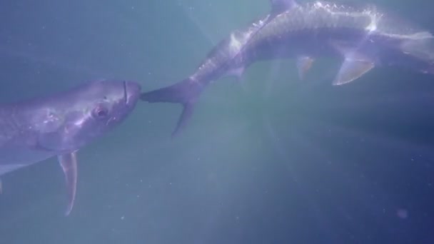 Tarpon in de Oceaan — Stockvideo