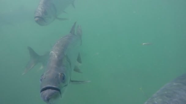 Tarpon in de Oceaan — Stockvideo