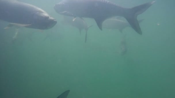 Tarpon v oceánu — Stock video