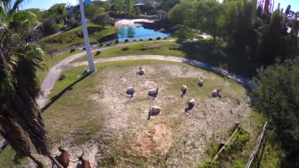 Busch Gardens skyride — Wideo stockowe