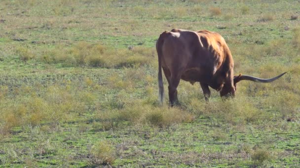 Longhorn Cows in the field — Stock Video