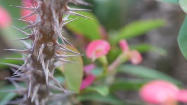 Makro Pembe Çiçekler