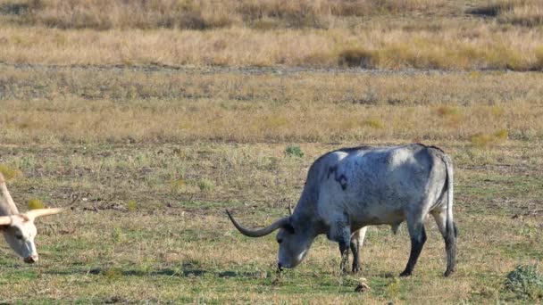 Corna lunghe del Texas — Video Stock