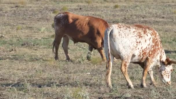 Chifres longos do Texas — Vídeo de Stock