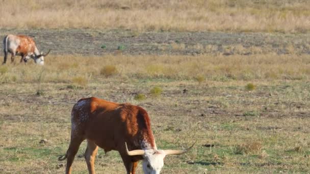 Chifres longos do Texas — Vídeo de Stock