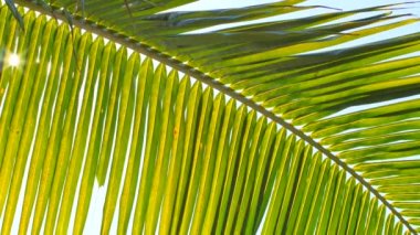 palmiye yaprak