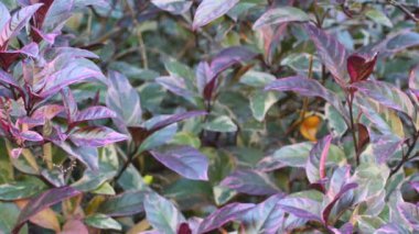 İran kalkan fabrikası