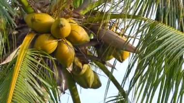 Bir palmiye ağacında hindistan cevizi