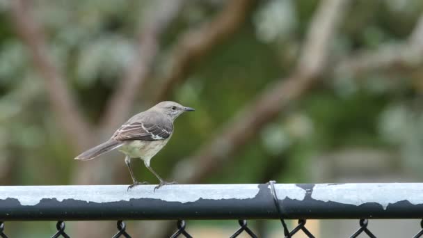 Vogel op een hek — Stockvideo