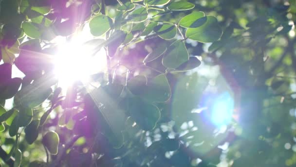 Soleil qui brille dans les feuilles 