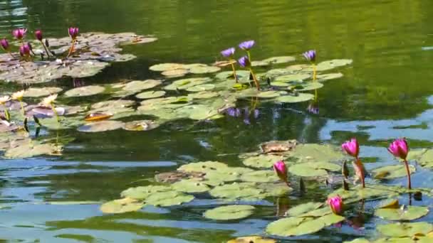 Water lilly — Stockvideo