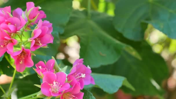 Flor rosa y una abeja volando alrededor — Vídeo de stock
