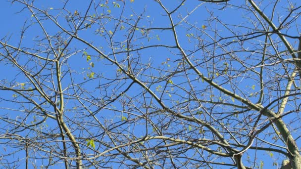 Arbre sans feuilles en hiver 