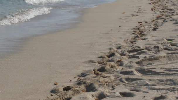 Shore of Miami Beach — Stock Video