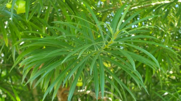 Silk Floss tree leaf — Stock Video