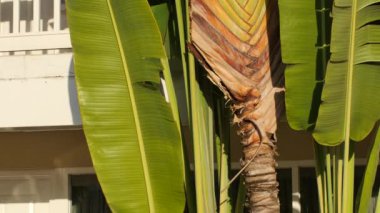 Palmiye ağaçları video