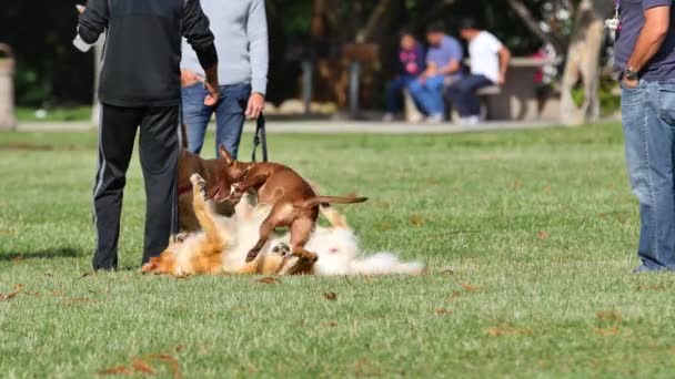 Video dogs playing in the park — Stock Video